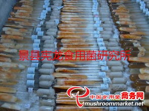 北蟲草與蛹蟲草 細長圓柱形柄食用菌菌種的進出口現狀