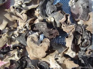 木耳菌種與食用菌菌種的國(guó)際貿(mào)易 機(jī)遇、挑戰(zhàn)與規(guī)范路徑