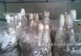 食用菌菌種供應全攻略 從批發、價格到進出口的詳細指南