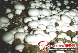 山東食用菌菌種進出口 產業優勢、政策機遇與市場前景