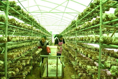 助農團團丨發展食用菌產業，以菌種進出口撐起鄉村“致富傘”